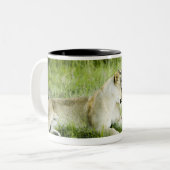 Löwe und Löwin, Afrika 2 Zweifarbige Tasse (Vorderseite Links)