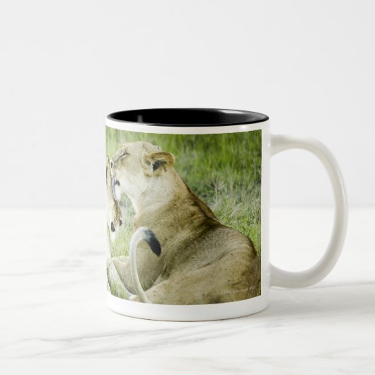 Löwe und Löwin, Afrika 2 Zweifarbige Tasse (Rechts)