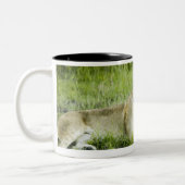 Löwe und Löwin, Afrika 2 Zweifarbige Tasse (Links)