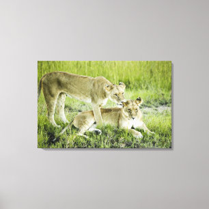 Löwe und Löwin, Afrika Leinwanddruck