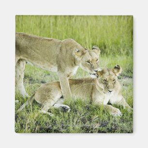 Löwe und Löwin, Afrika Magnet