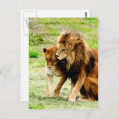 Löwe und Löwin Liebe Postkarte (Vorne/Hinten)
