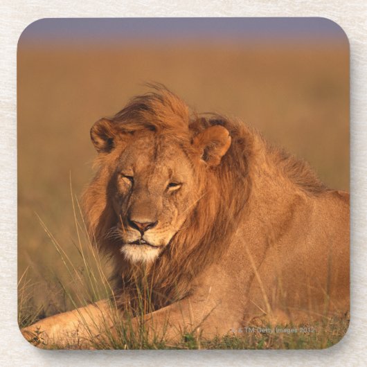 Löwe Untersetzer (Vorderseite)