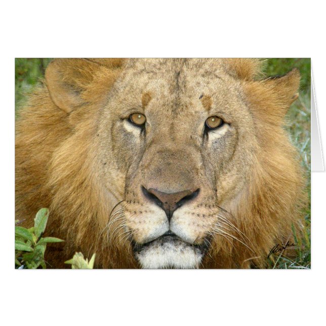 (Löwe-Verein-) Löwe-Gesicht (See Nakuru, Kenia) (Vorderseite (Horizontal))