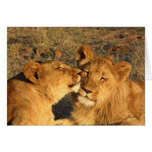 (Löwe-Verein-) Löwe-Paare (Sambesi NP, Simbabwe)