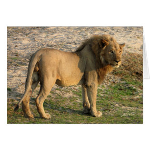 (Löwe-Verein-) Löwe stehend (Katavi, Tanzania)