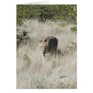 (Löwe-Verein-) Löwinanpirschen (Etosha, Namibia)