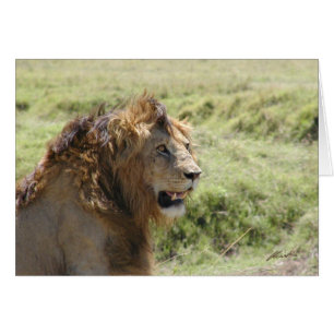 (Löwe-Vereine) majestätischer Löwe (Masai Mara,