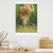 Löwe, versteckt poster (Küche)