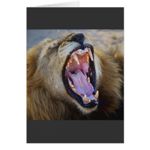 Löwe-Verwirrungstier-Safarikarten