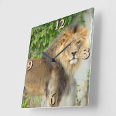 Löwe von Maasai Mara 2 Quadratische Wanduhr (Winkel)