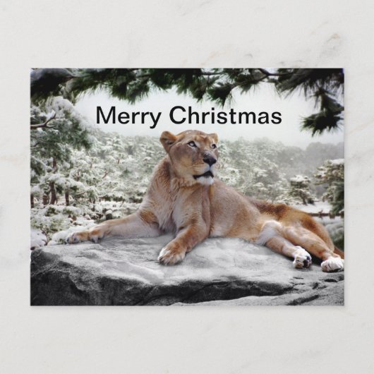 Löwe zu Weihnachten (Vorderseite)