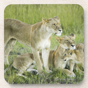 Löwefamilie in Kenia, Afrika Getränkeuntersetzer