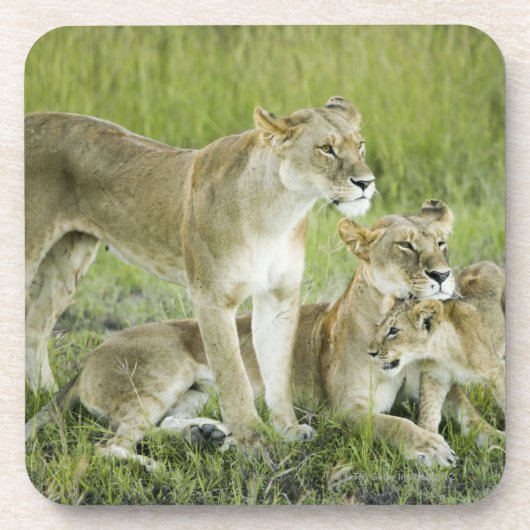 Löwefamilie in Kenia, Afrika Getränkeuntersetzer (Vorderseite)