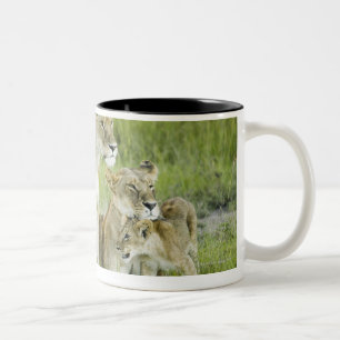 Löwefamilie in Kenia, Afrika Zweifarbige Tasse