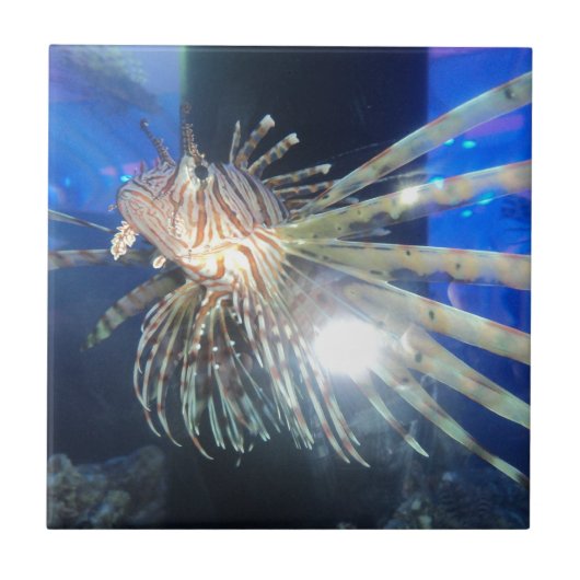 Löwefische Fliese (Vorderseite)