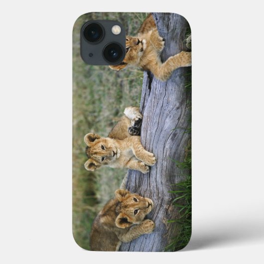 Löwejunge auf Klotz, Panthera Löwe, Masai Mara, 2 Case-Mate iPhone Hülle (Rückseite)