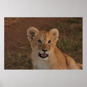 Löwejunges auf Masai Mara Poster