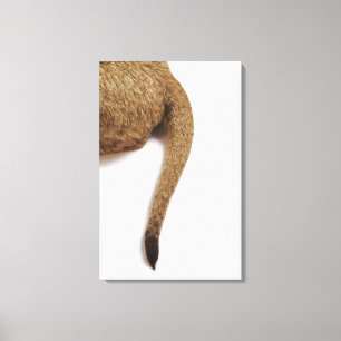 Löwejunges (Panthera Löwe) gegen Weiß 2 Leinwanddruck