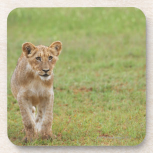 Löwejunges, Panthera Löwe, Kgalagadi Grenz Getränkeuntersetzer