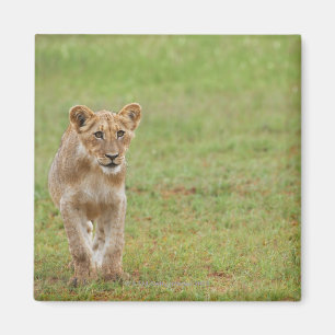 Löwejunges, Panthera Löwe, Kgalagadi Grenz Magnet