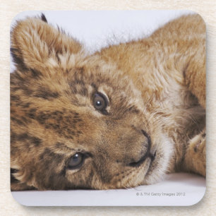 Löwejunges (Panthera Löwe) liegend auf Seite, Getränkeuntersetzer