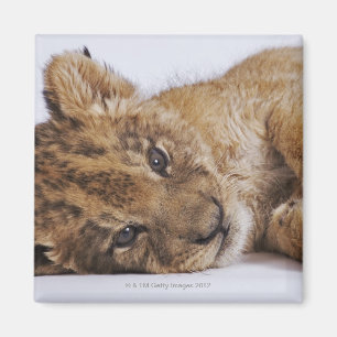 Löwejunges (Panthera Löwe) liegend auf Seite, Magnet