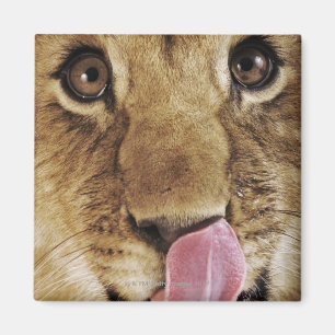 Löwejunges (Panthera Löwe) Nase, Nahaufnahme Magnet