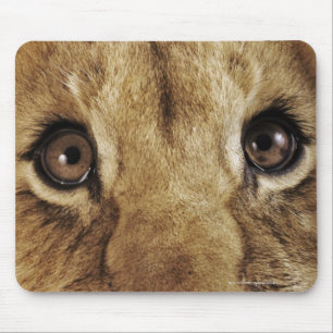 Löwejunges (Panthera Löwe) Nase, Nahaufnahme Mousepad