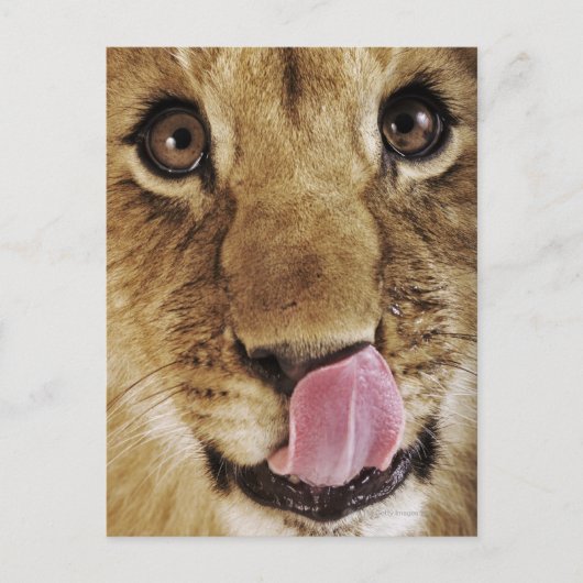 Löwejunges (Panthera Löwe) Nase, Nahaufnahme Postkarte (Vorderseite)