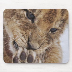 Löwejunges (Panthera Löwe) Tatze, Nahaufnahme Mousepad