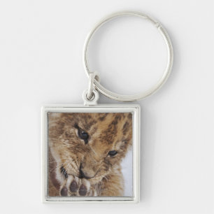 Löwejunges (Panthera Löwe) Tatze, Nahaufnahme Schlüsselanhänger