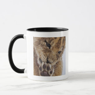 Löwejunges (Panthera Löwe) Tatze, Nahaufnahme Tasse