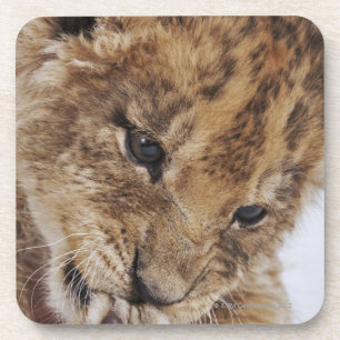 Löwejunges (Panthera Löwe) Tatze, Nahaufnahme Untersetzer