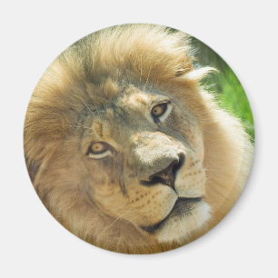 Löwemagnet Magnet