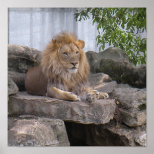 Löwen1-Poster Poster