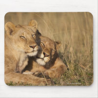 Löwen | Afrika, Kenia, Masai-Mara Spiel-Reserve