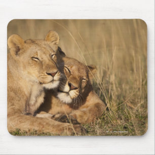 Löwen   Afrika, Kenia, Masai-Mara Spiel-Reserve Mousepad