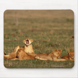Löwen auf einer Savanne Mousepad
