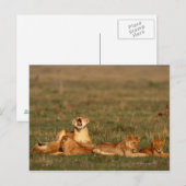 Löwen auf einer Savanne Postkarte (Vorne/Hinten)