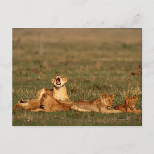 Löwen auf einer Savanne Postkarte (Vorderseite)