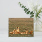 Löwen auf einer Savanne Postkarte (Stehend Vorderseite)