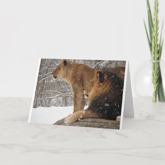 Löwen Feiertagskarte (Vorderseite)