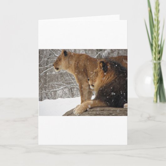 Löwen Feiertagskarte (Vorderseite)