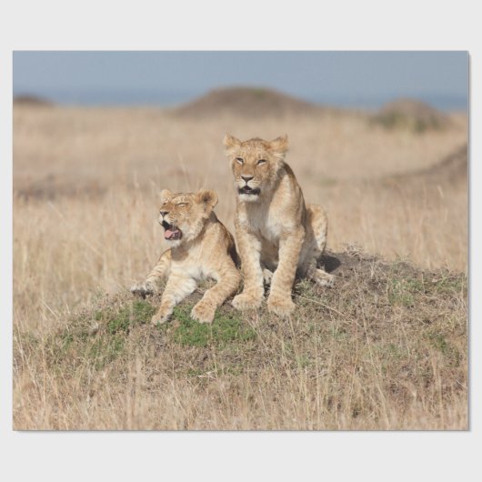 Löwen Geschenkpapier (Flach)