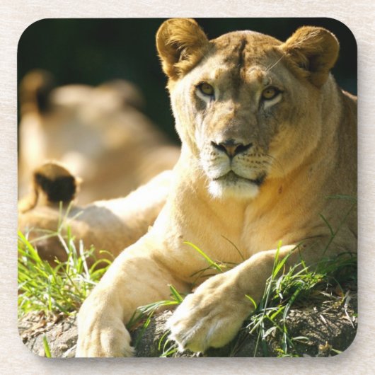 Löwen Getränkeuntersetzer (Vorderseite)
