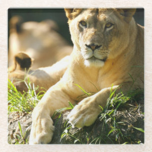 Löwen Glasuntersetzer