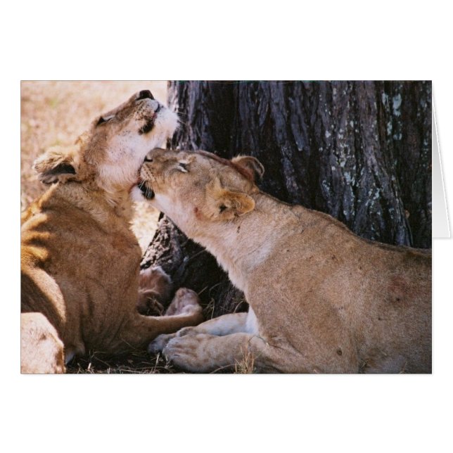 Löwen in den Serengeti (Vorderseite (Horizontal))
