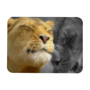 Löwen in Liebe Magnet