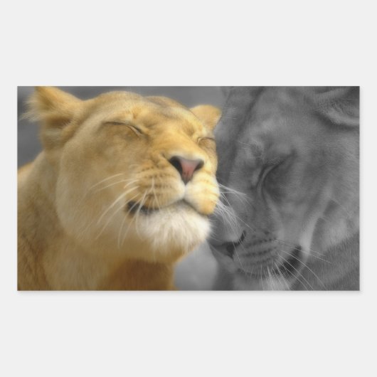 Löwen in Liebe Rechteckiger Aufkleber (Vorderseite)